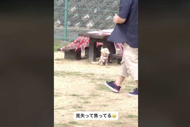 ダックスフンド,動画