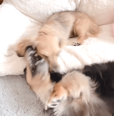 ダックスフンド,動画