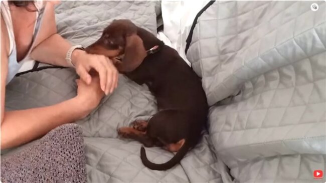 ダックスフンド,動画