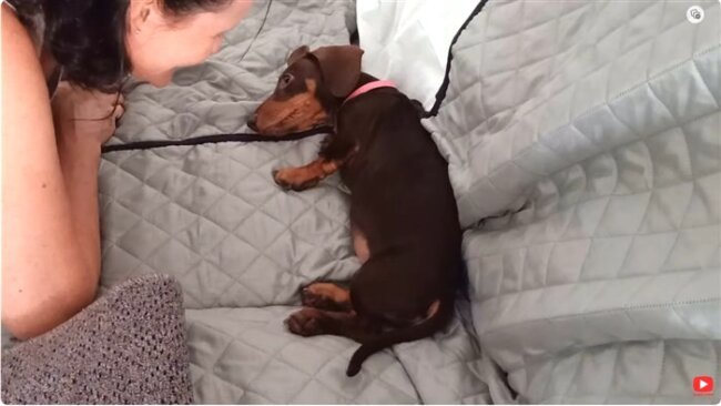 ダックスフンド,動画