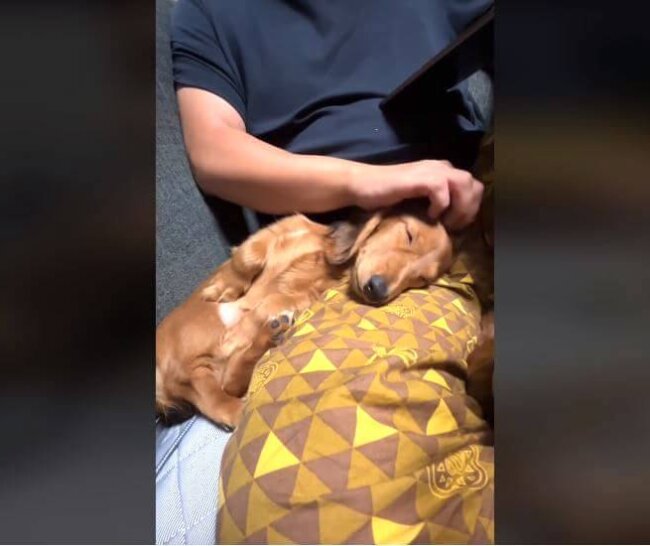 ダックスフンド,動画