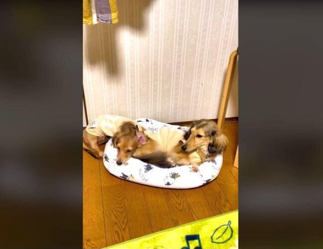 ダックスフンド,動画