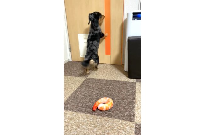 ダックスフンド,動画