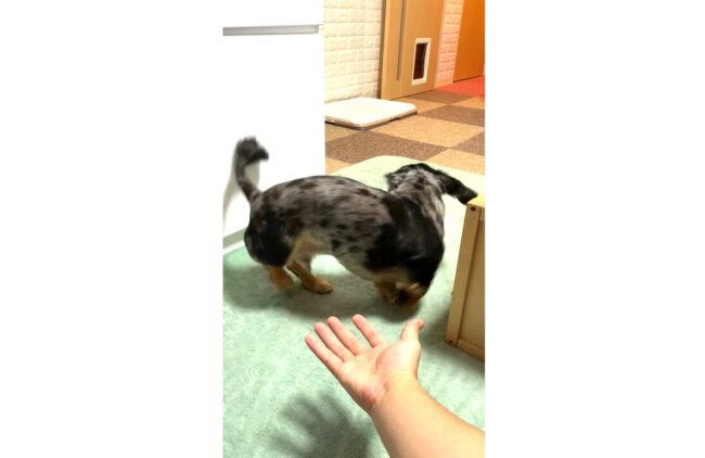 ダックスフンド,動画