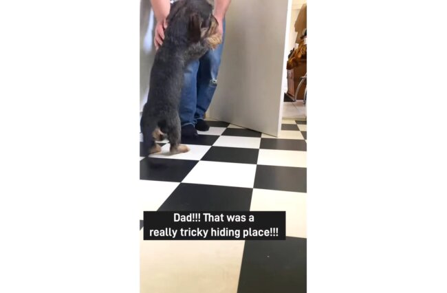 ダックスフンド,動画