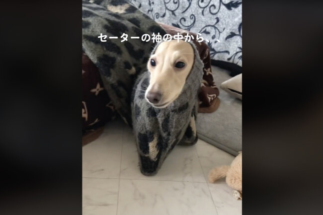 ダックスフンド,動画