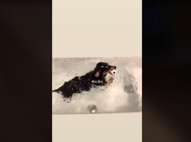 ダックスフンド,動画