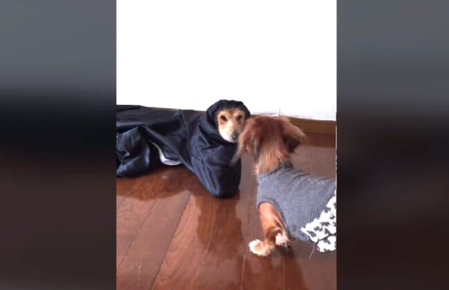 ダックスフンド,動画