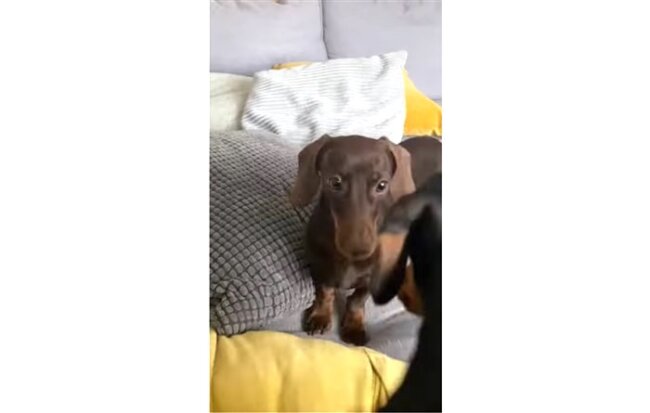 ダックスフンド,動画