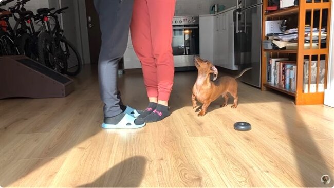 ダックスフンド,動画