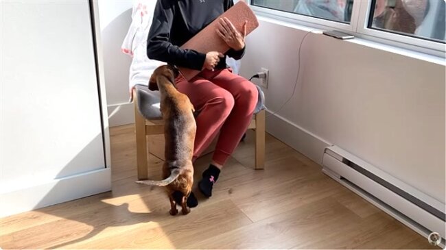 ダックスフンド,動画