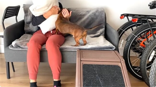 ダックスフンド,動画