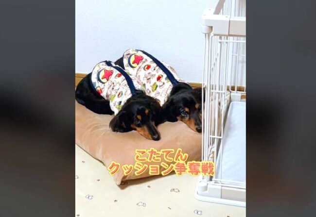 ダックスフンド,動画