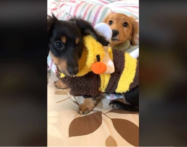 ダックスフンド,動画