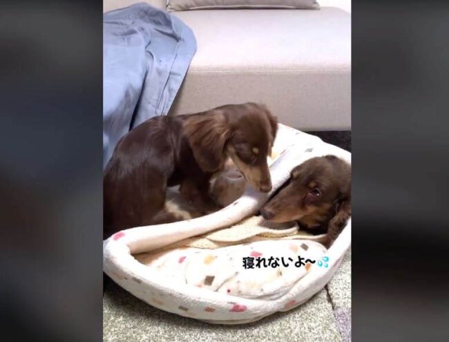 ダックスフンド,動画