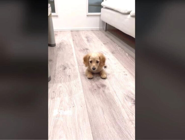 ダックスフンド,動画