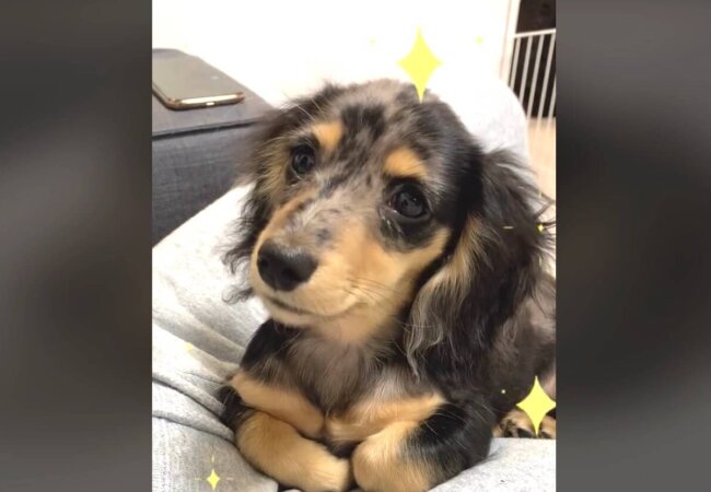 ダックスフンド,動画