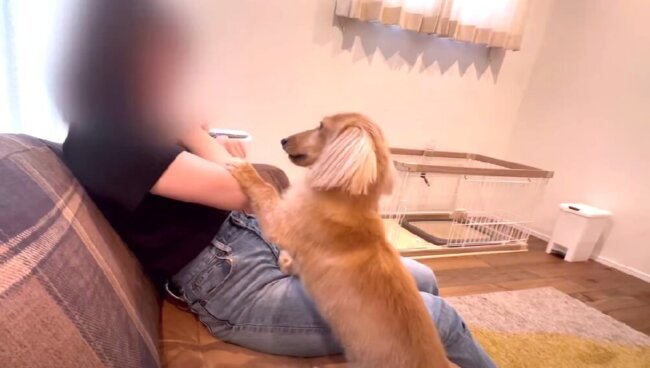 ダックスフンド,動画