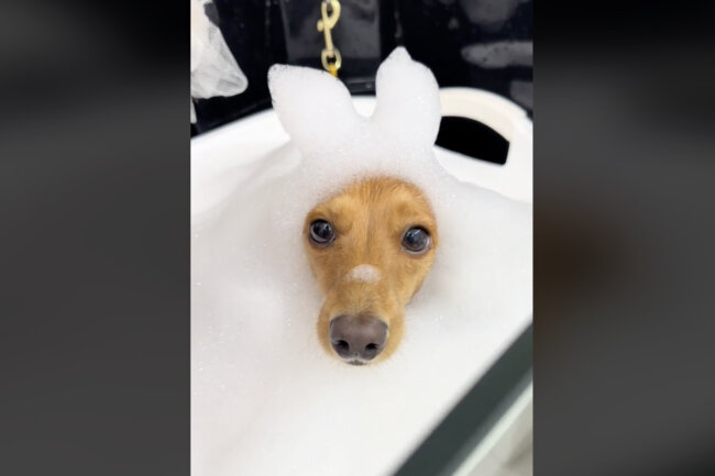 ダックスフンド,動画