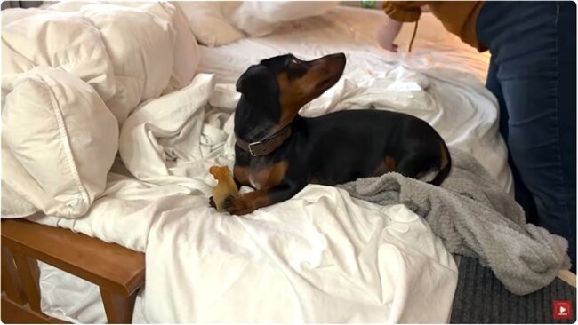 ダックスフンド,動画