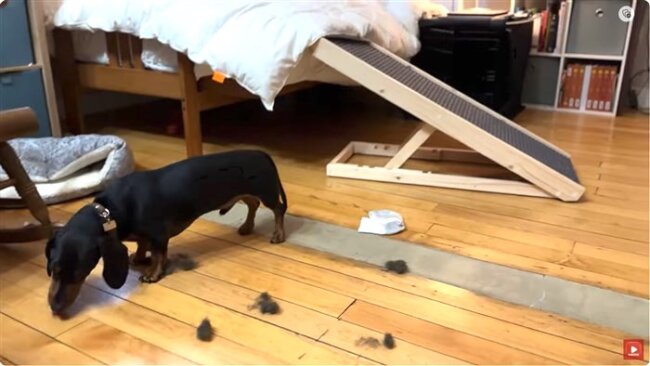 ダックスフンド,動画