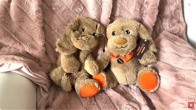 ダックスフンド,動画