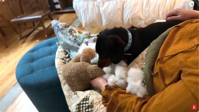 ダックスフンド,動画