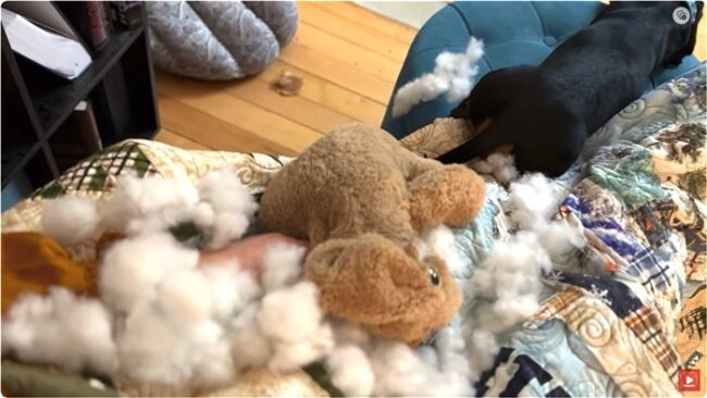 ダックスフンド,動画