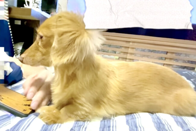 ダックスフンド,動画