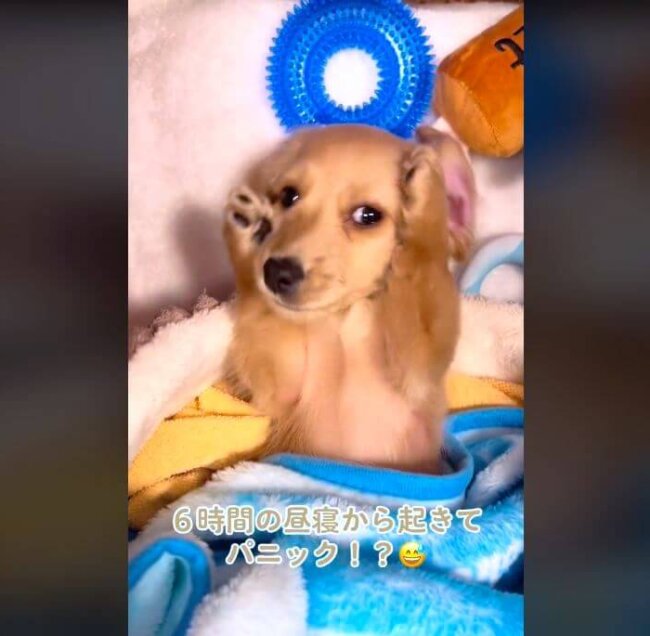 ダックスフンド,動画