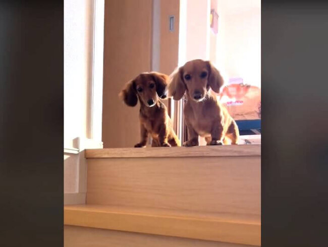 ダックスフンド,動画