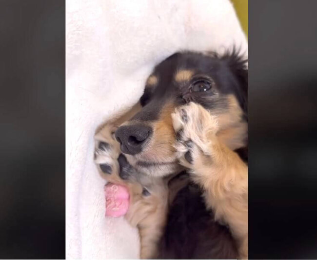 ダックスフンド,動画