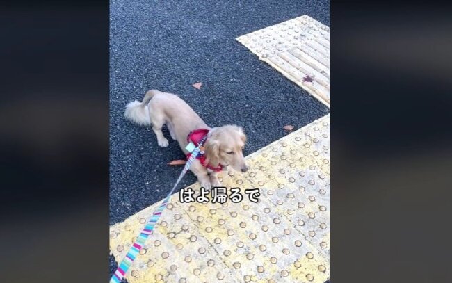 ダックスフンド,動画