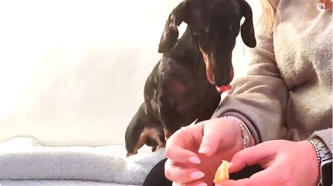 ダックスフンド,動画