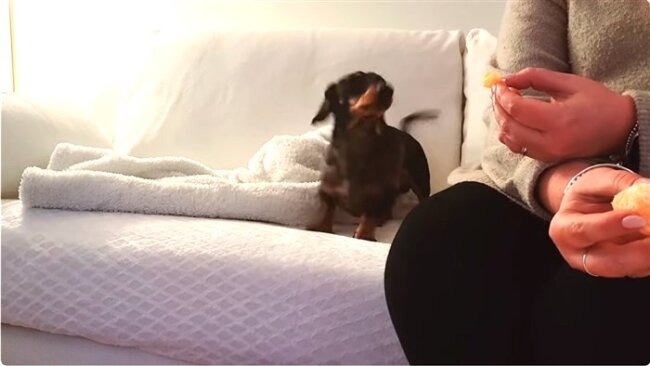 ダックスフンド,動画