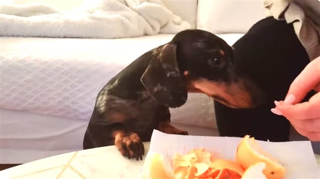 ダックスフンド,動画