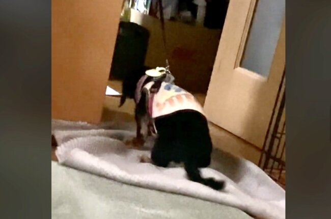 ダックスフンド,動画