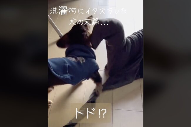 ダックスフンド,動画