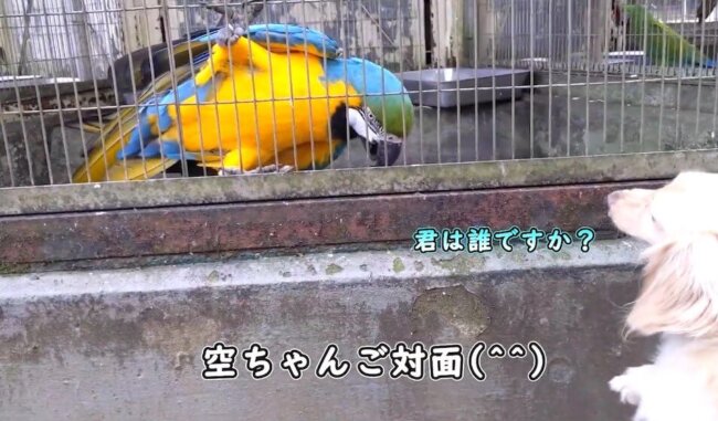 ダックスフンド,動画