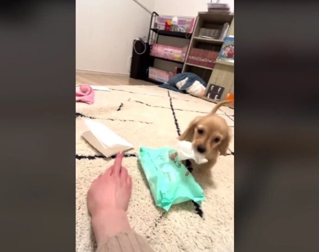 ダックスフンド,動画