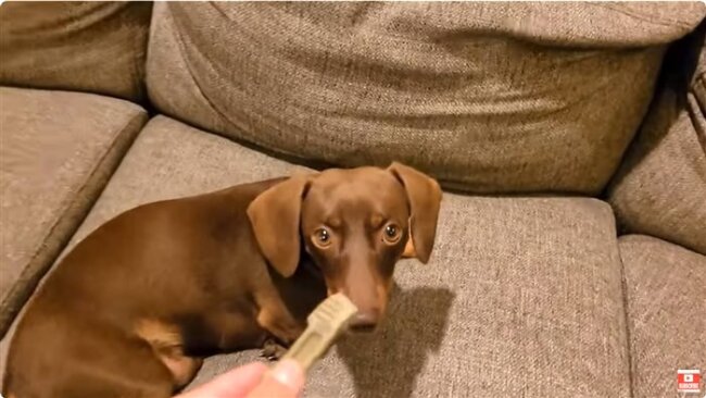 ダックスフンド,動画