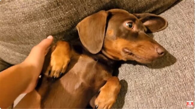 ダックスフンド,動画