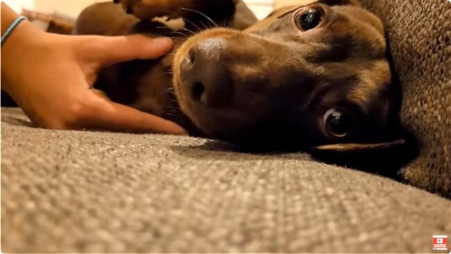 ダックスフンド,動画