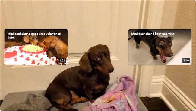 ダックスフンド,動画