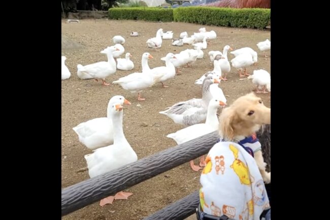 ダックスフンド,動画