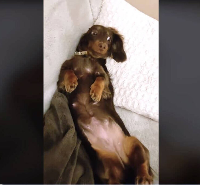 ダックスフンド,動画