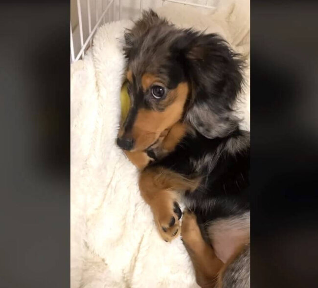 ダックスフンド,動画