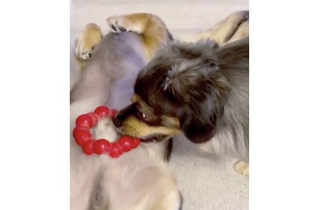 ダックスフンド,動画