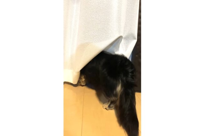 ダックスフンド,動画