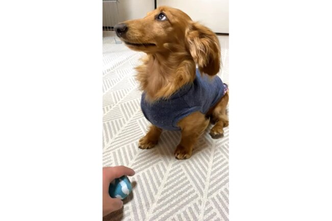 ダックスフンド,動画